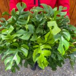 Monstera Minima (Rhaphidophora tetrasperma) - výška 35-40 cm, kont. C1,5L